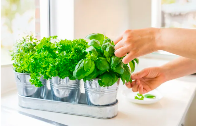 5 loại thảo mộc tăng cường sức khỏe nên trồng trong nhà bếp – Kênh Giải trí Việt
