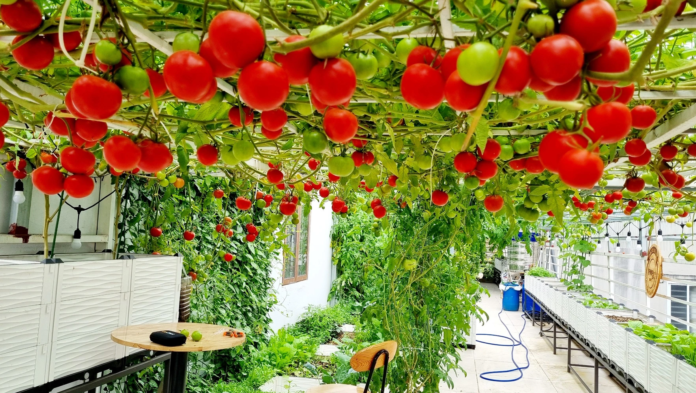 Dược sĩ chuyển 6 tấn đất lên sân thượng, trồng cà chua 'khủng'