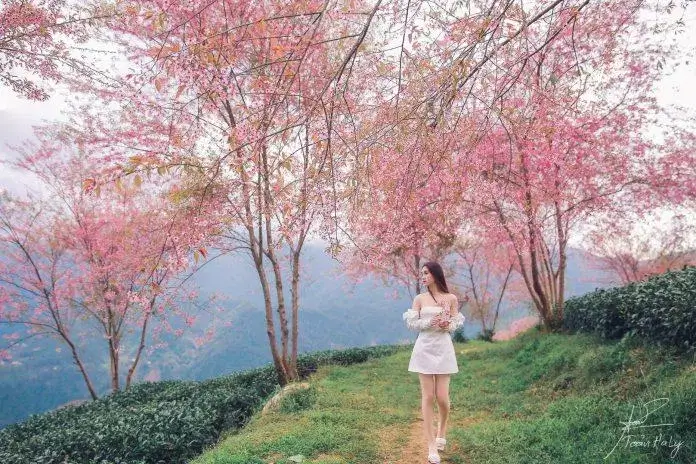 5 địa danh tuyệt đẹp ở Việt Nam vào mùa xuân không thể bỏ lỡ!